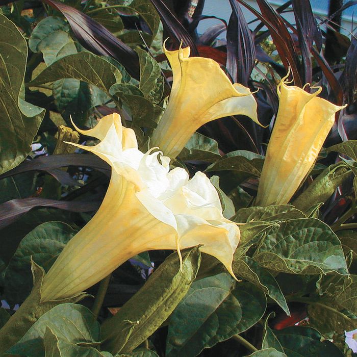 Ballerina Yellow Datura